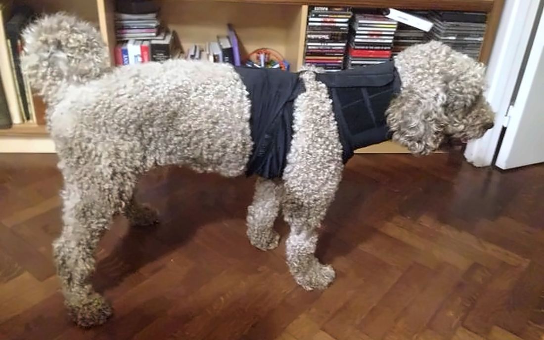 Caniche amb el vestit MIMAR®